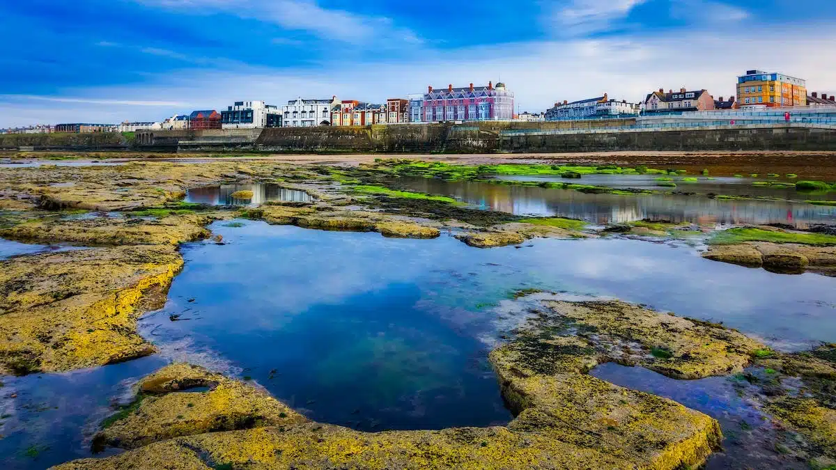 algues  bretagne