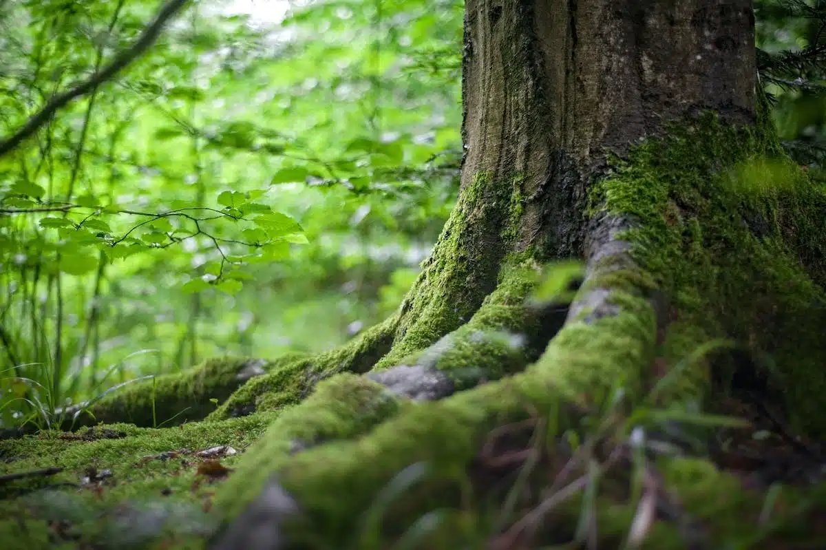 bretagne  biodiversité