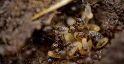 Termites volants : des fourmis volantes ?