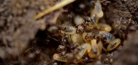 Termites volants : des fourmis volantes ?