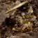 Termites volants : des fourmis volantes ?