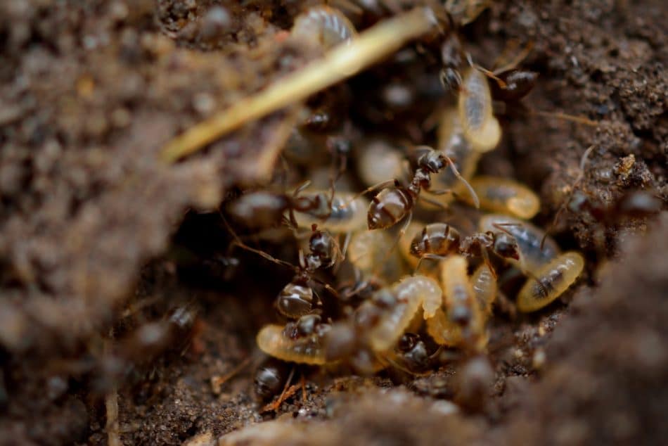 Termites volants : des fourmis volantes ?