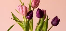 pink tulips in close up photography